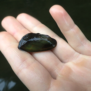 western ridged mussel