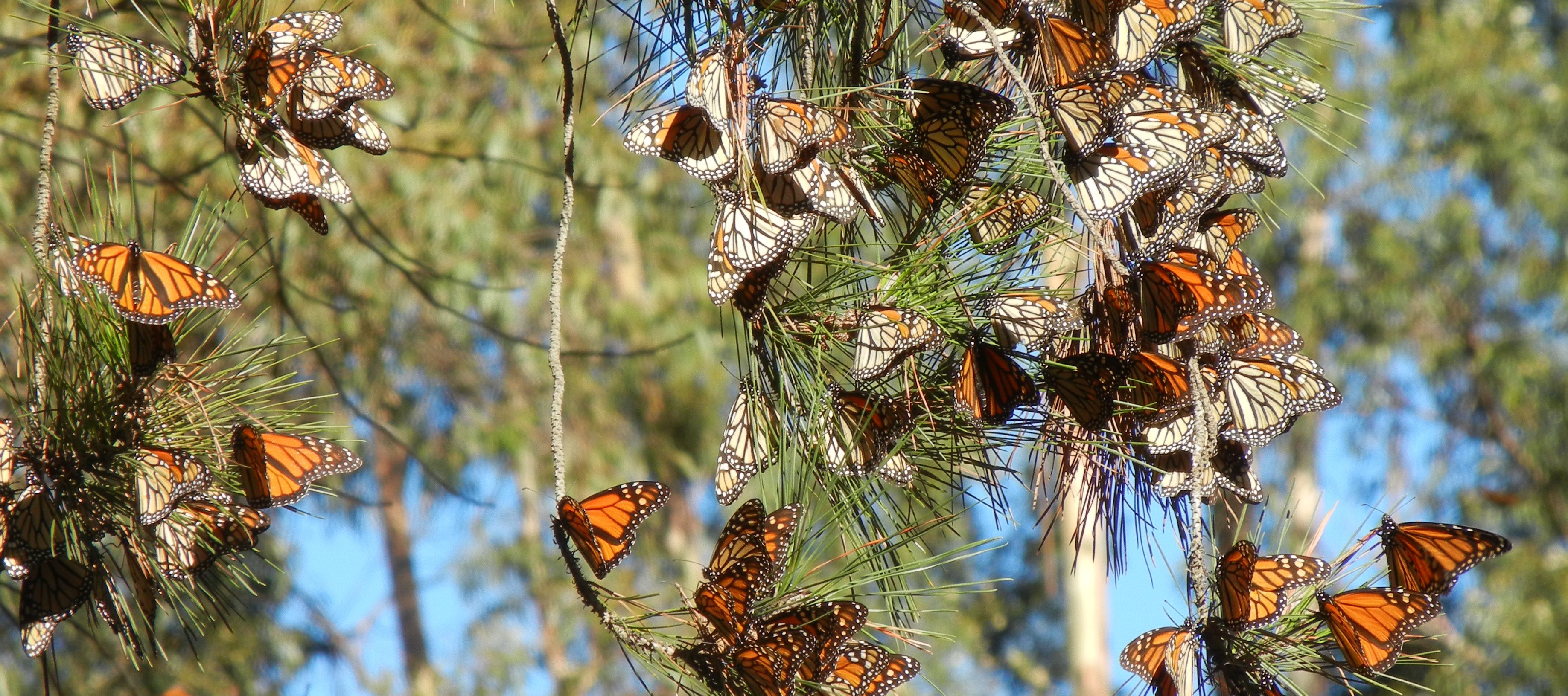 Monarchs cluster on pine branches, which are backed by blue sky. The butterflies with folded wings are more drab in color, appearing to be dead leaves at first glance. The butterflies with their wings spread display a vibrant orange hue.