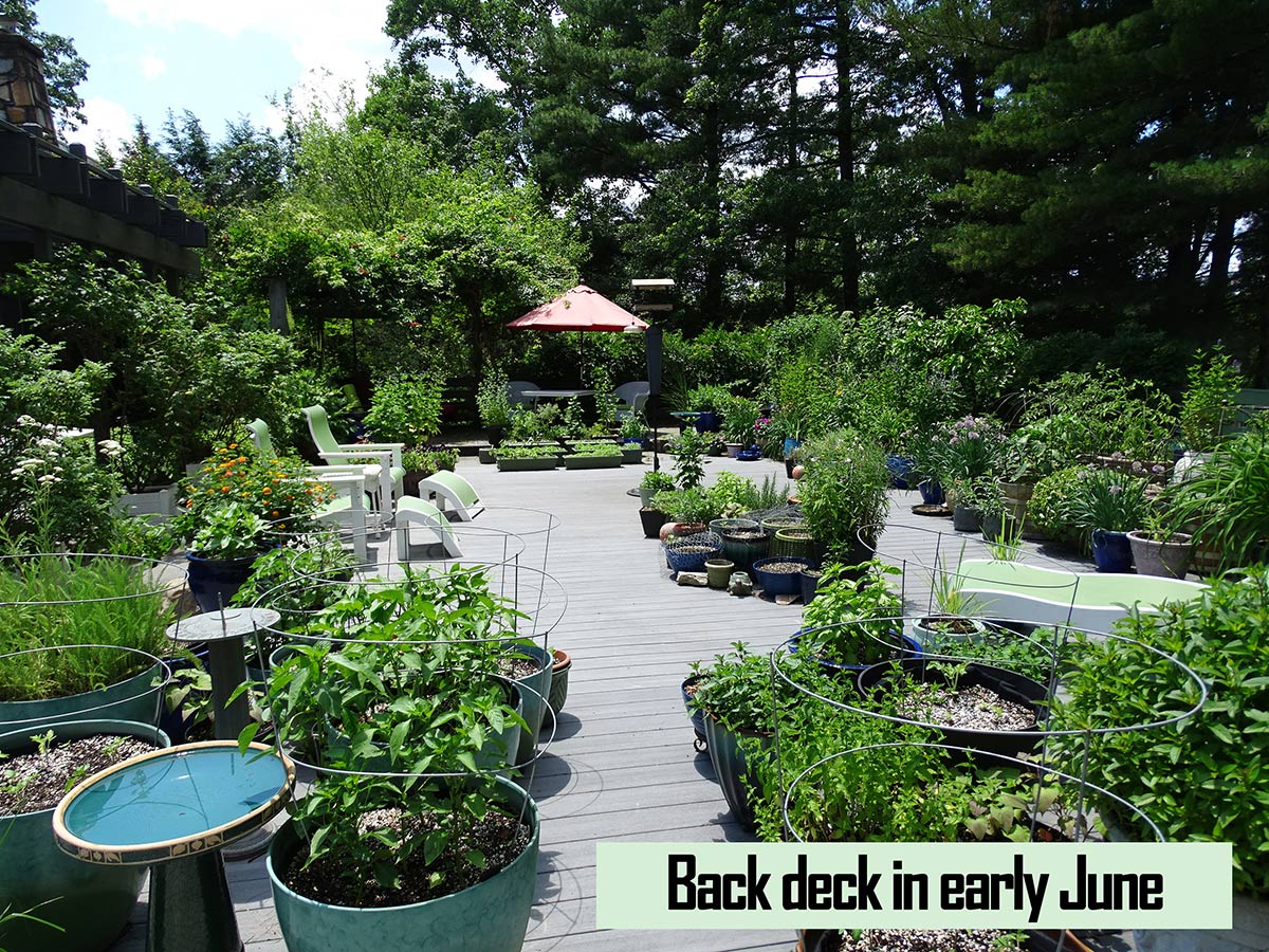Dozens and dozens of beautiful potted plants on Jennifer Geib's deck