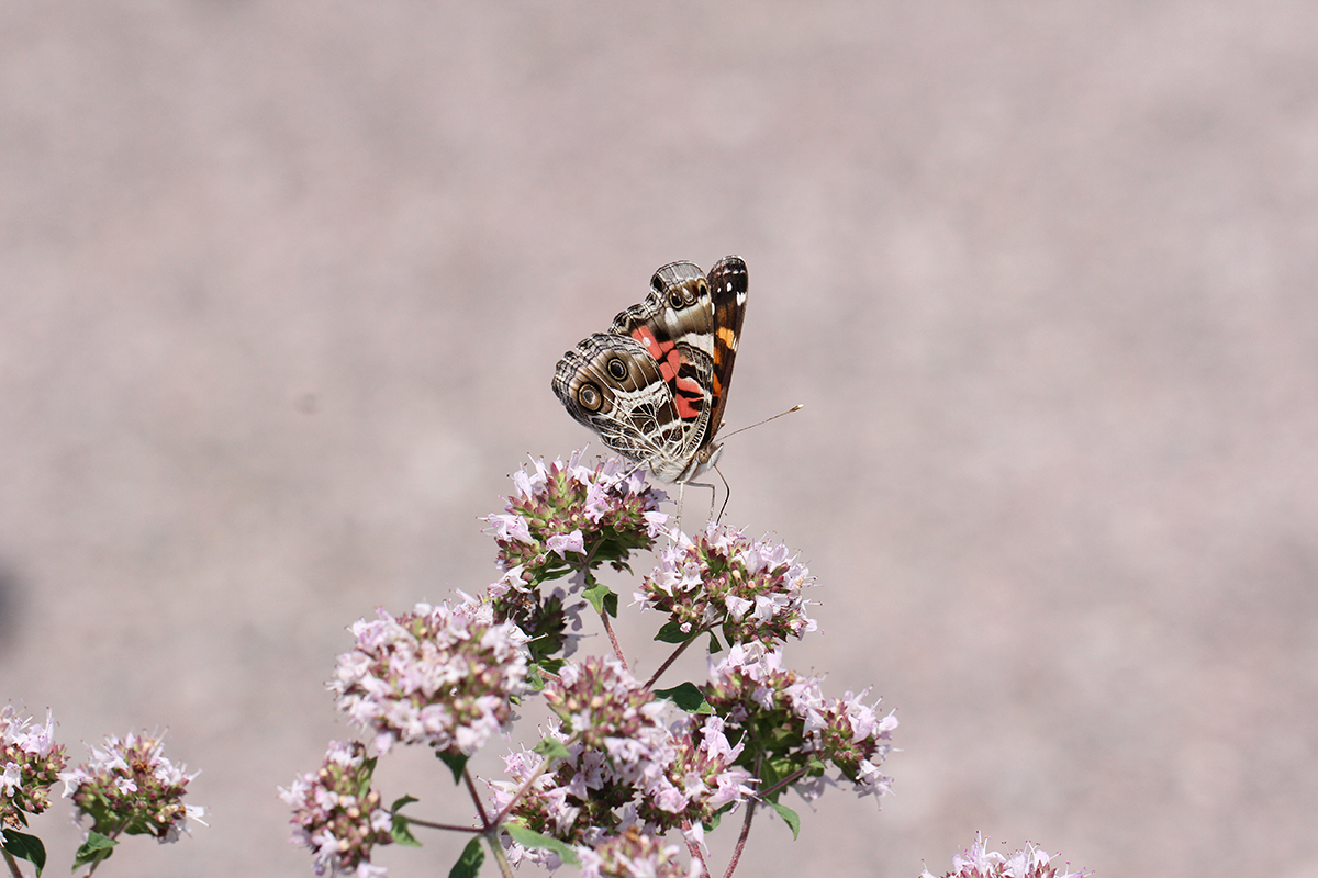 American lady butterfly