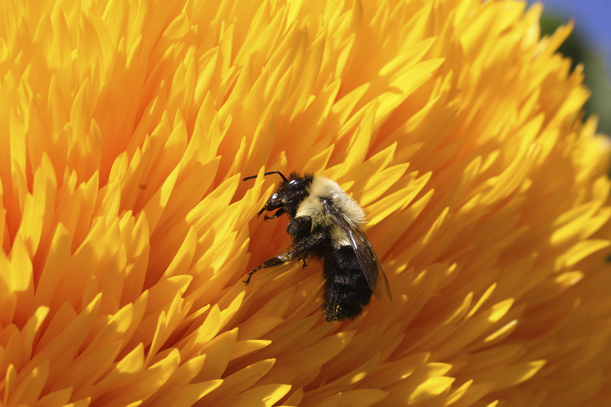 Bumble bee on flowers