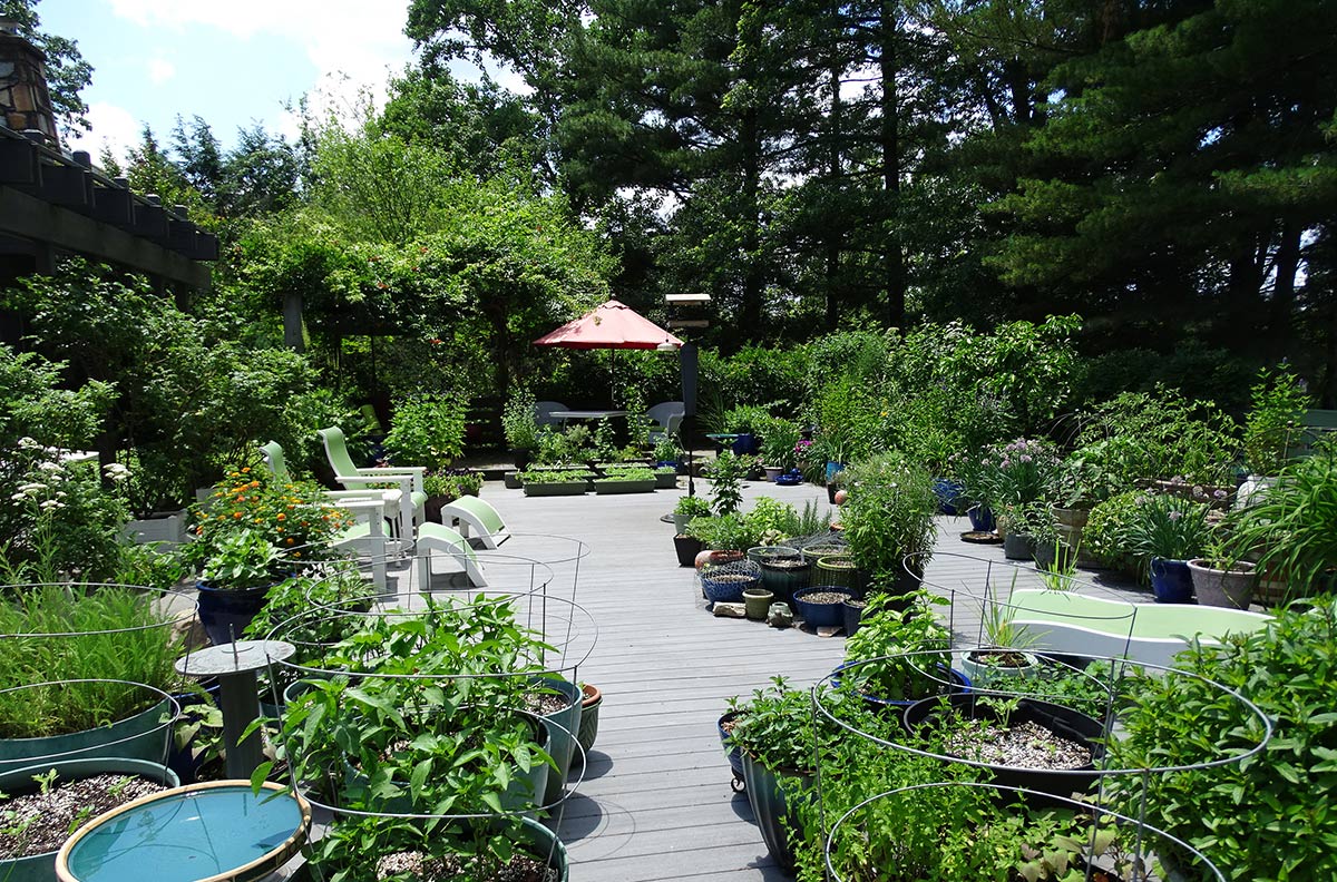 Dozens and dozens of beautiful potted plants on Jennifer Geib's deck