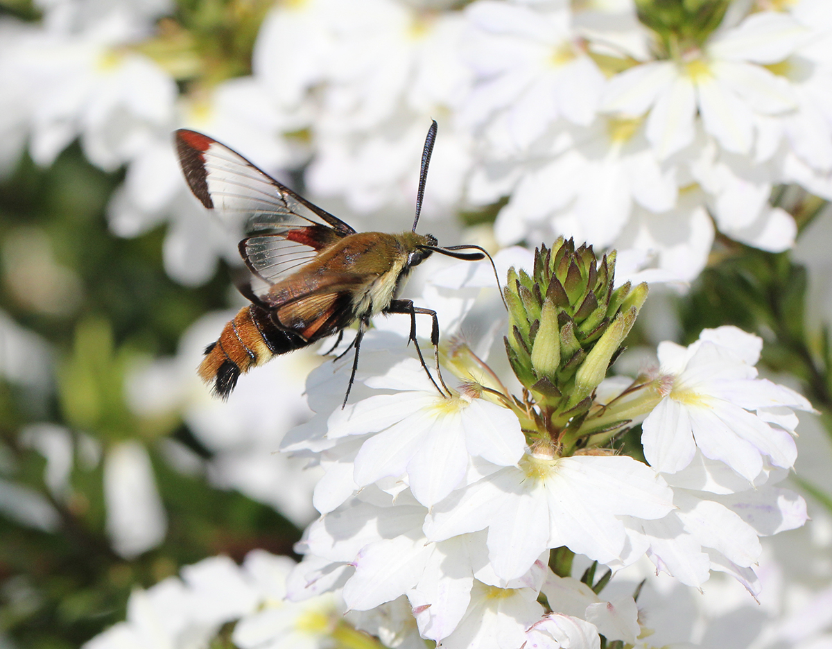 Hummingbird moth foraging from flowers