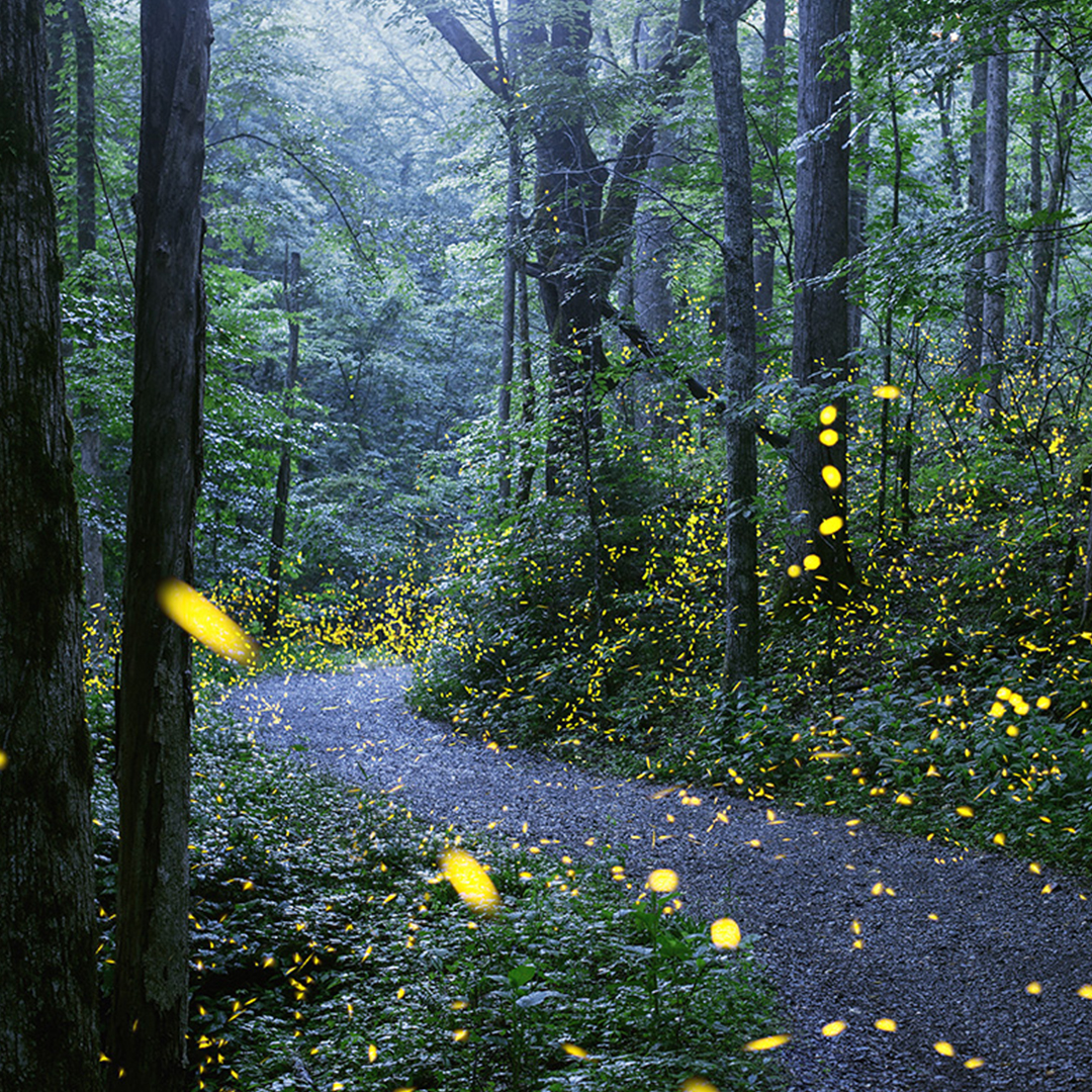 Synchronous fireflies (Photinus carolinus) light up the night in Elkmont, TN. Photo by Radim Schreiber, fireflyexperience.org.