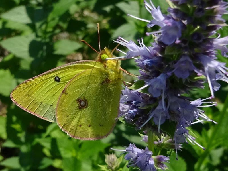 Clouded sulphur butterfly stopping on a flower stalk