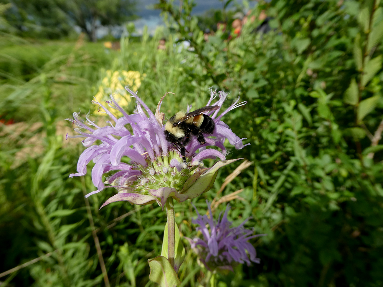 Bumble bee drinking nectar from a purple flower