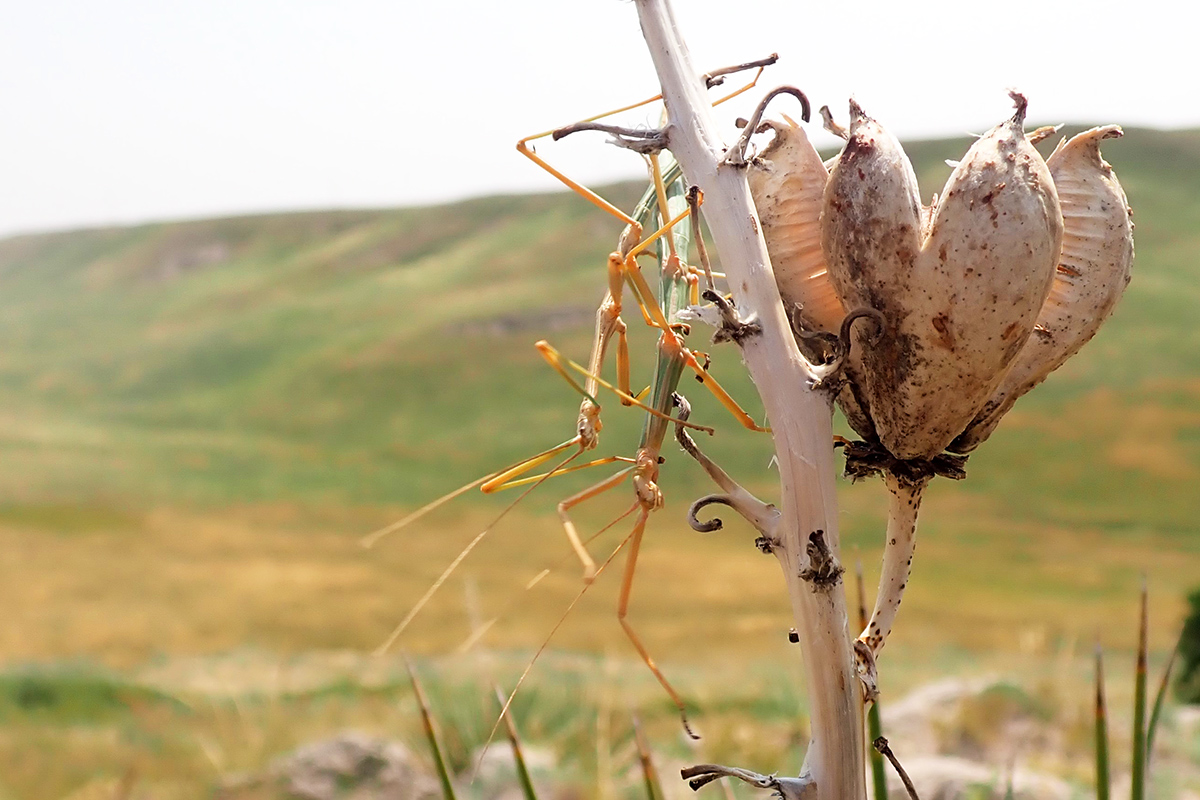 Stick insects on plant