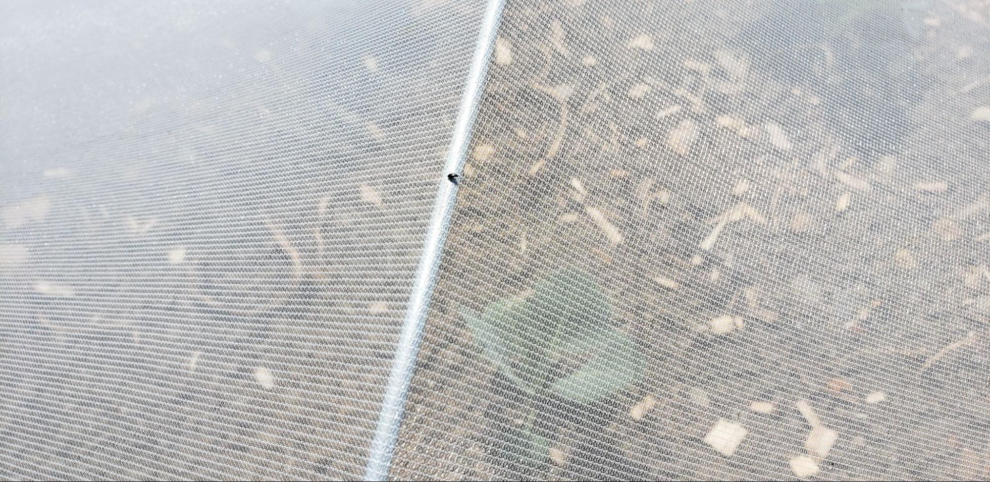 A flea beetle perches on the exclusion netting, unable to reach the protected cabbage below