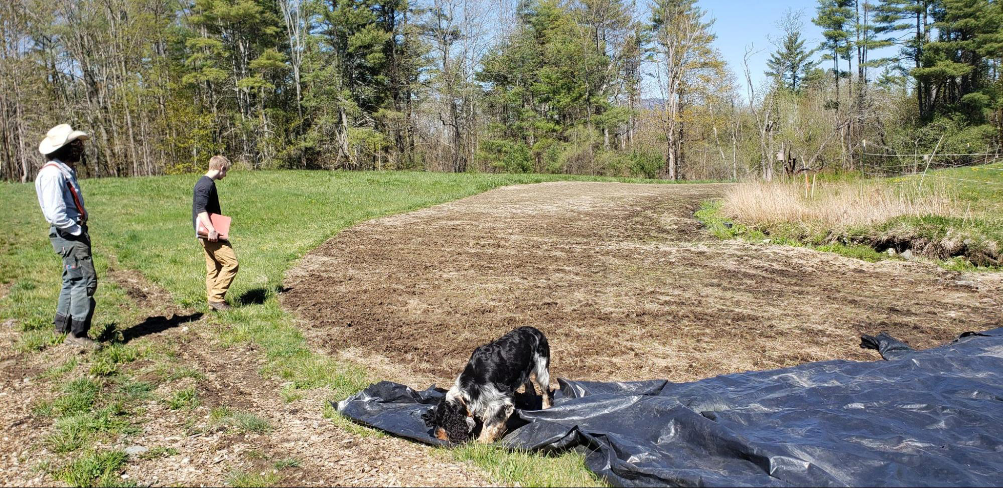 People looking at bare ground previously covered by a tarp