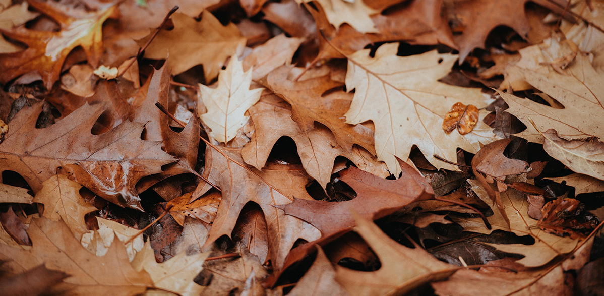 Fallen leaves on the ground