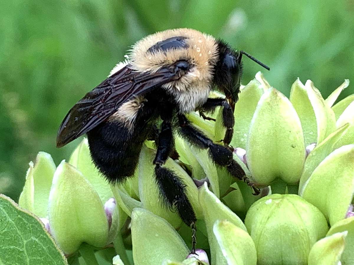 Bumble bee on milkweed
