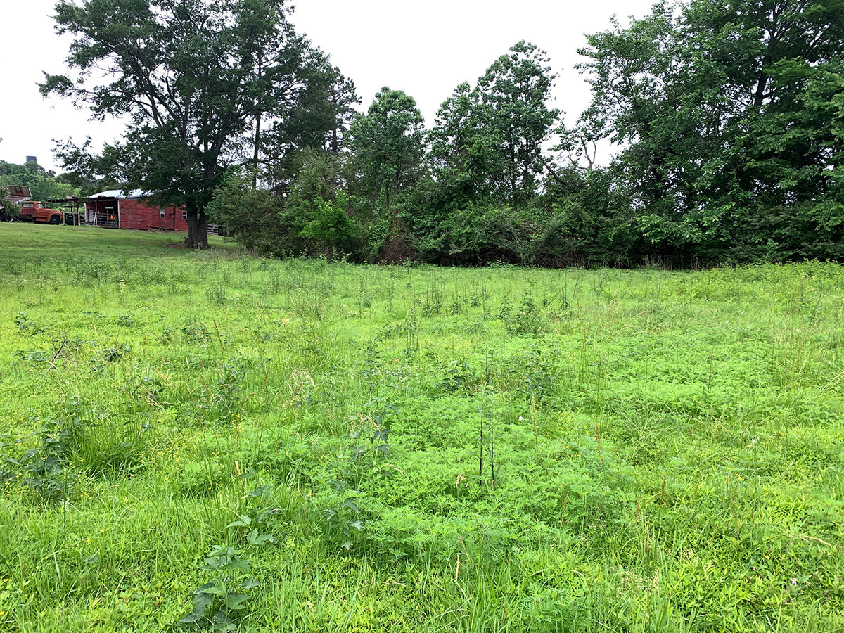 Field of young prairie plants with barn in distance