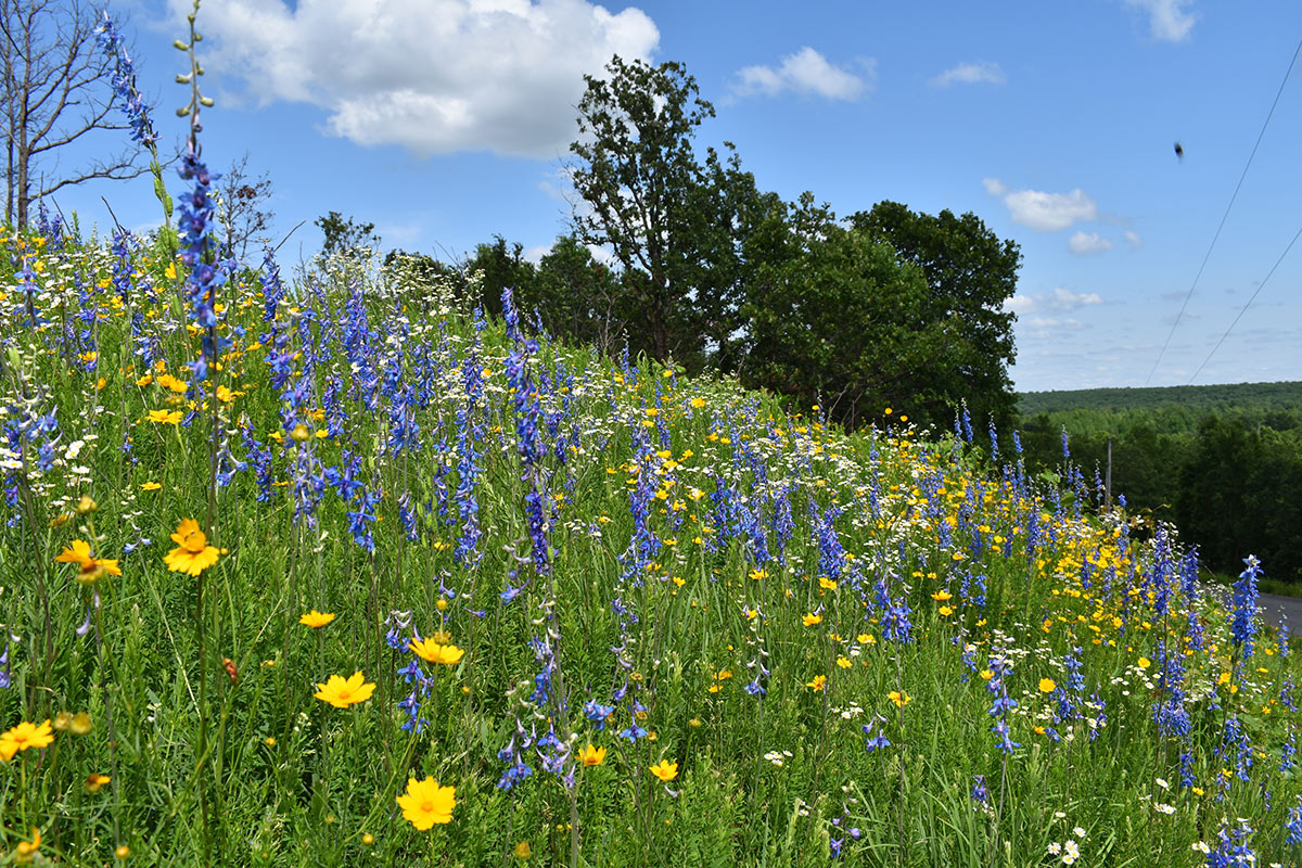 Purple and yellow flowers on a hillside