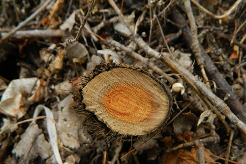 Logs and sticks in a pile