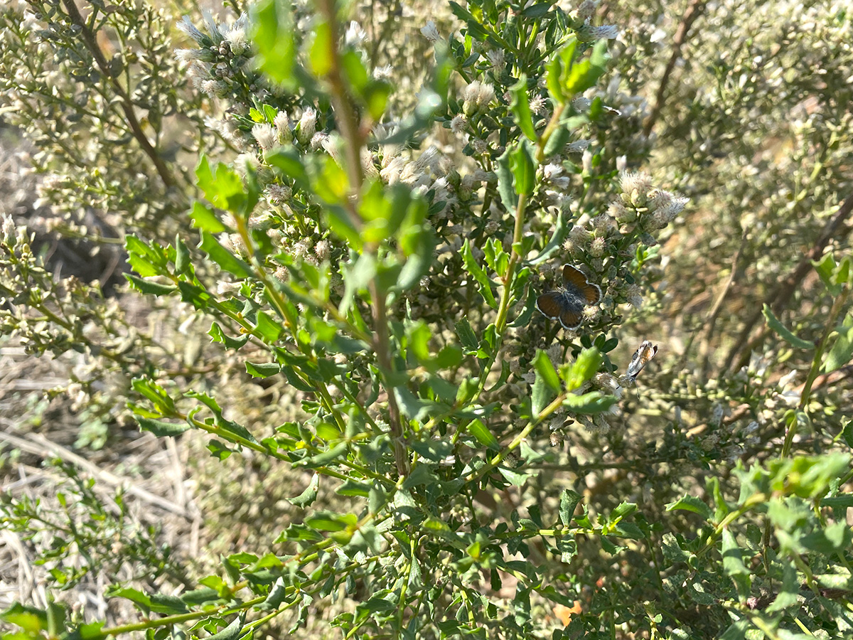Butterflies on blooming bush