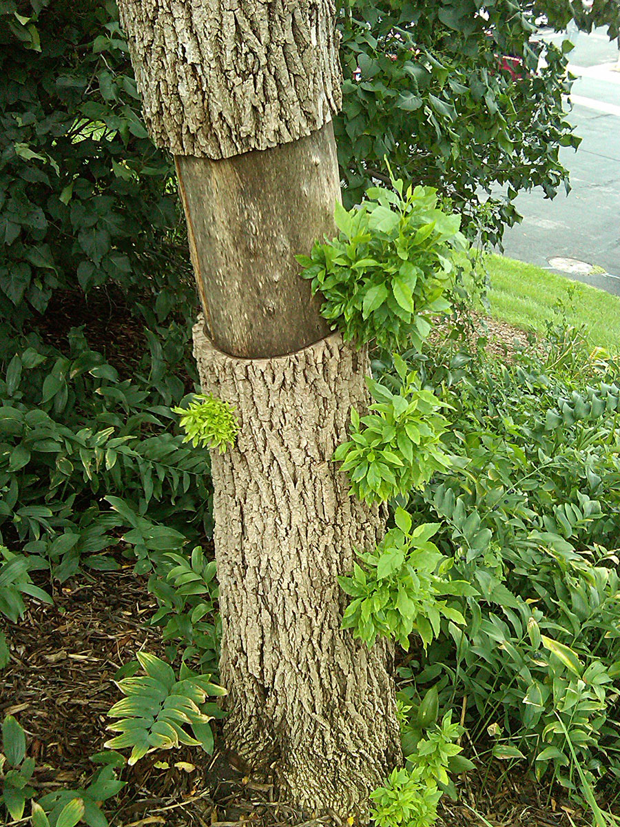 Ash tree with large section of bark missing