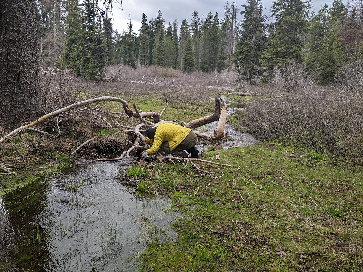 Person searching pile of logs over wet ground