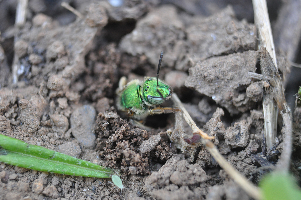 Bee exiting soil