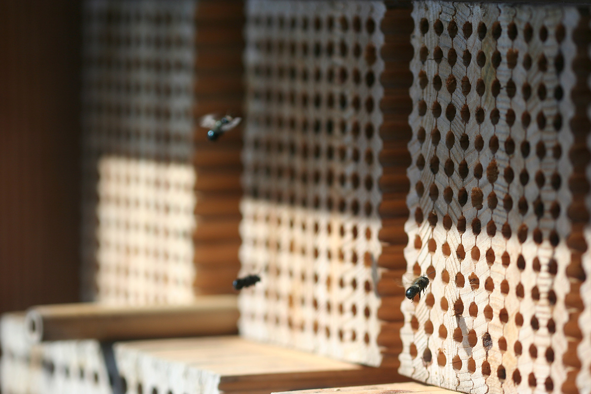 Bees flying around artificial nest boxes