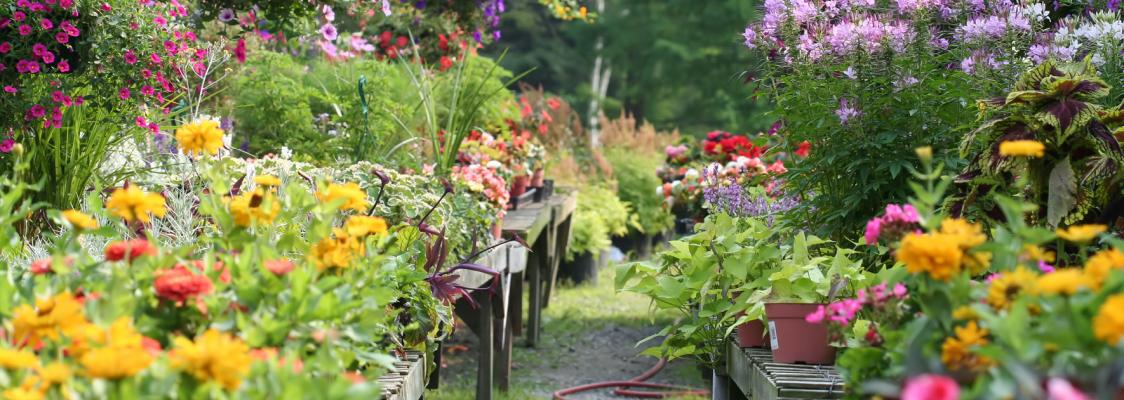Flowering pants sitting on tables at a nursery