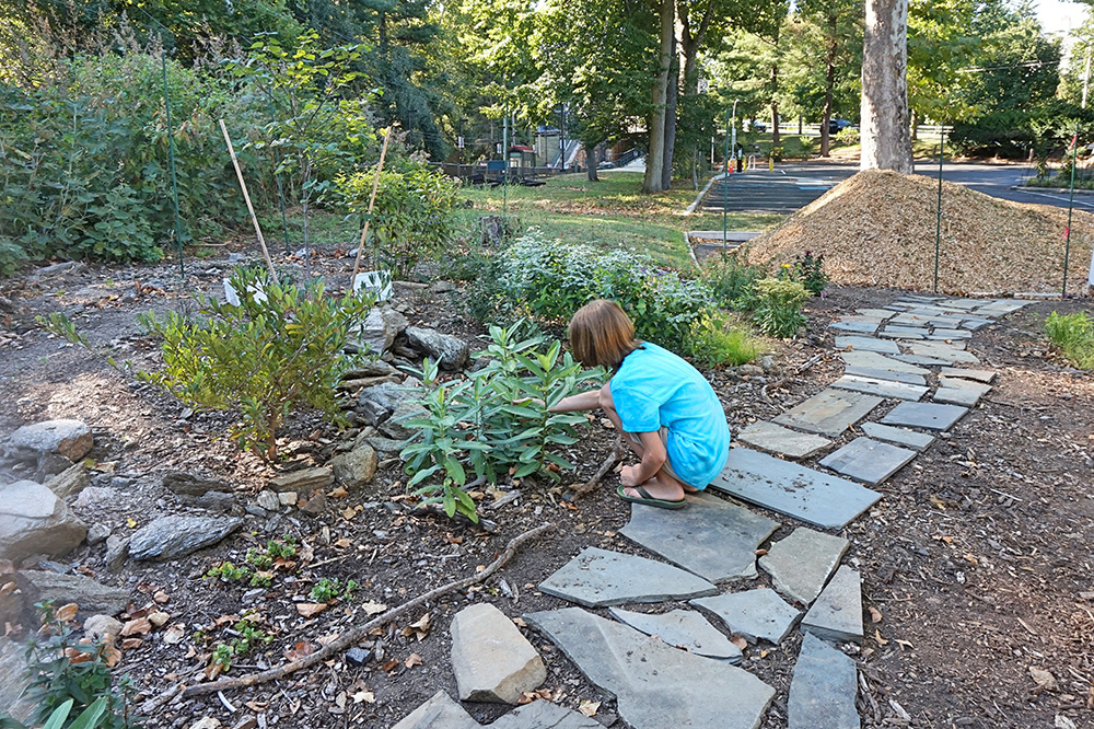 Noah tending to milkweed in the yard