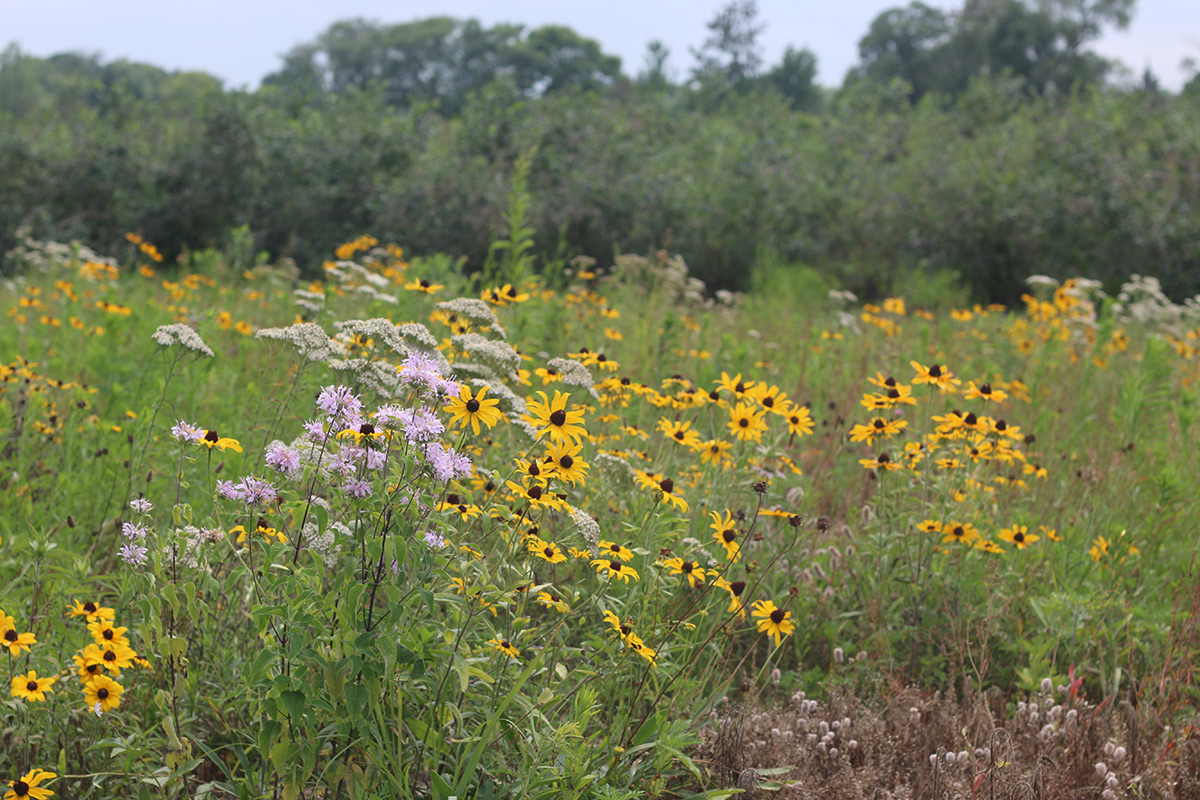 Wildflower meadow