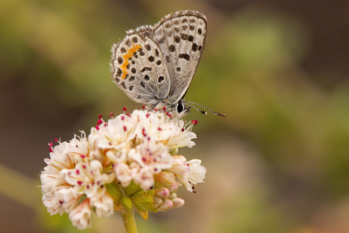 Ventral side of segundo blue's wings