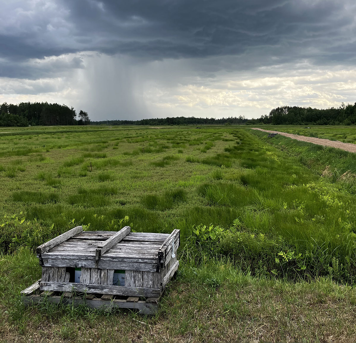 Old wood arranged into a structure on the outskirts of the bog