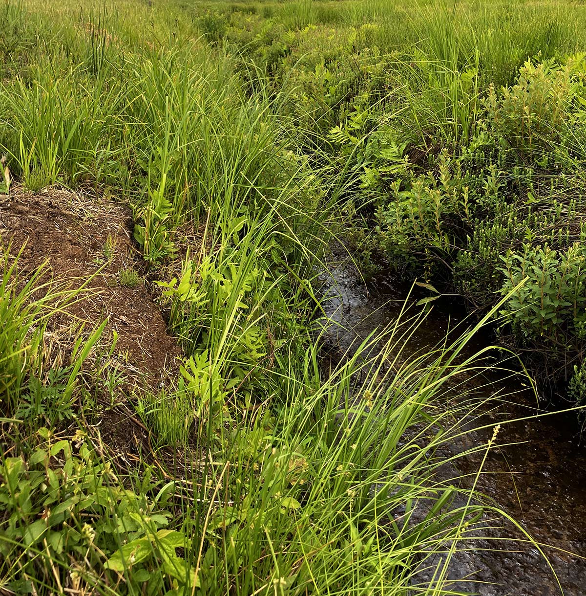Sections of the cranberry bog split by a dike