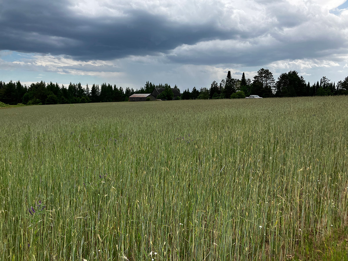 Vast field of rye with farm buildings in the distance