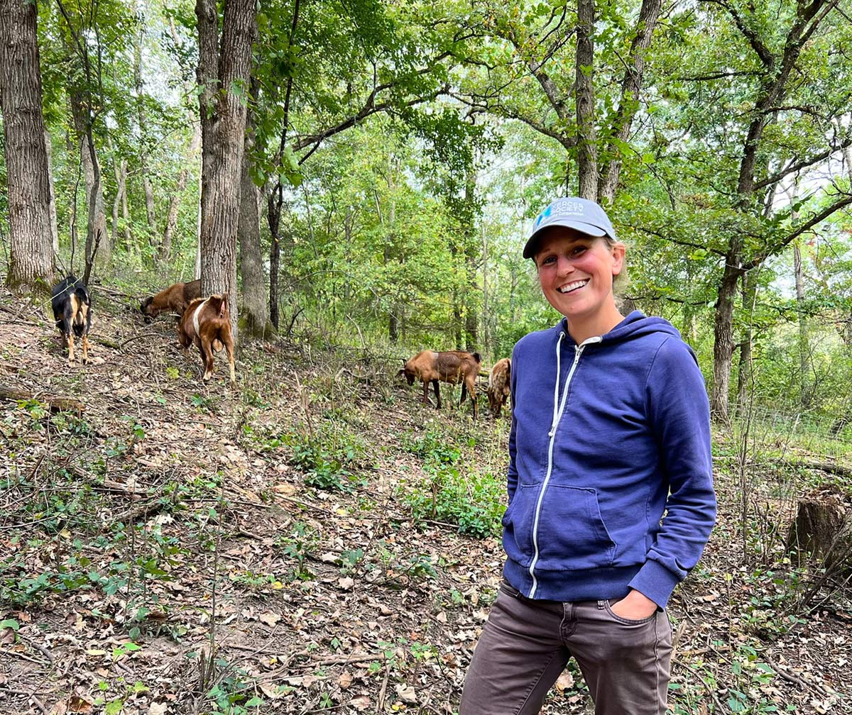 Goats grazing the savannah after invasive plants were removed