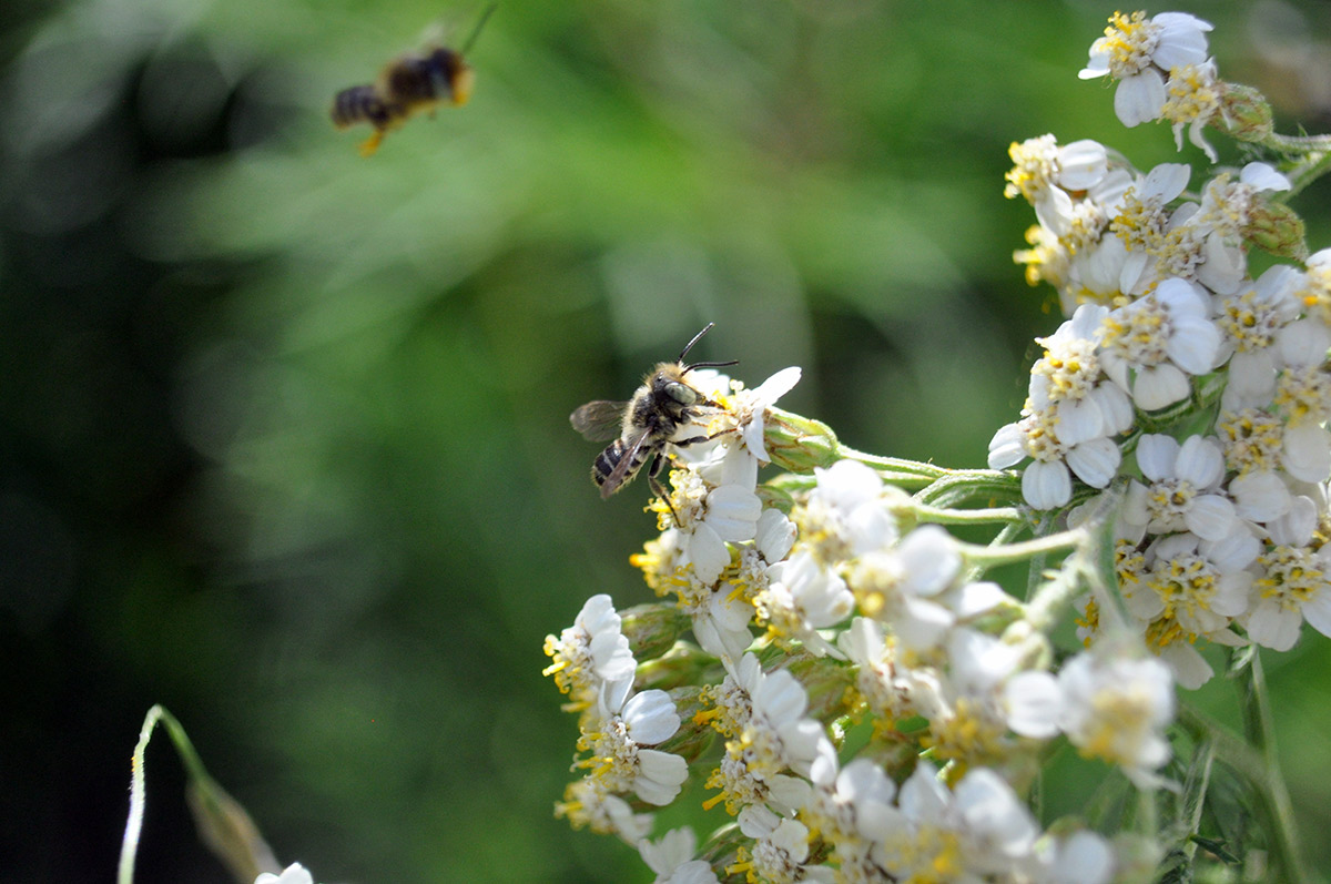 Native bee visiting a flower