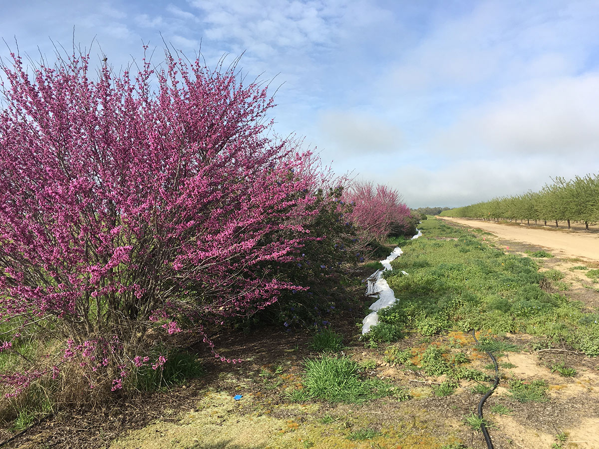 Flowering hedgerow including flowering redbud trees next to an orchard