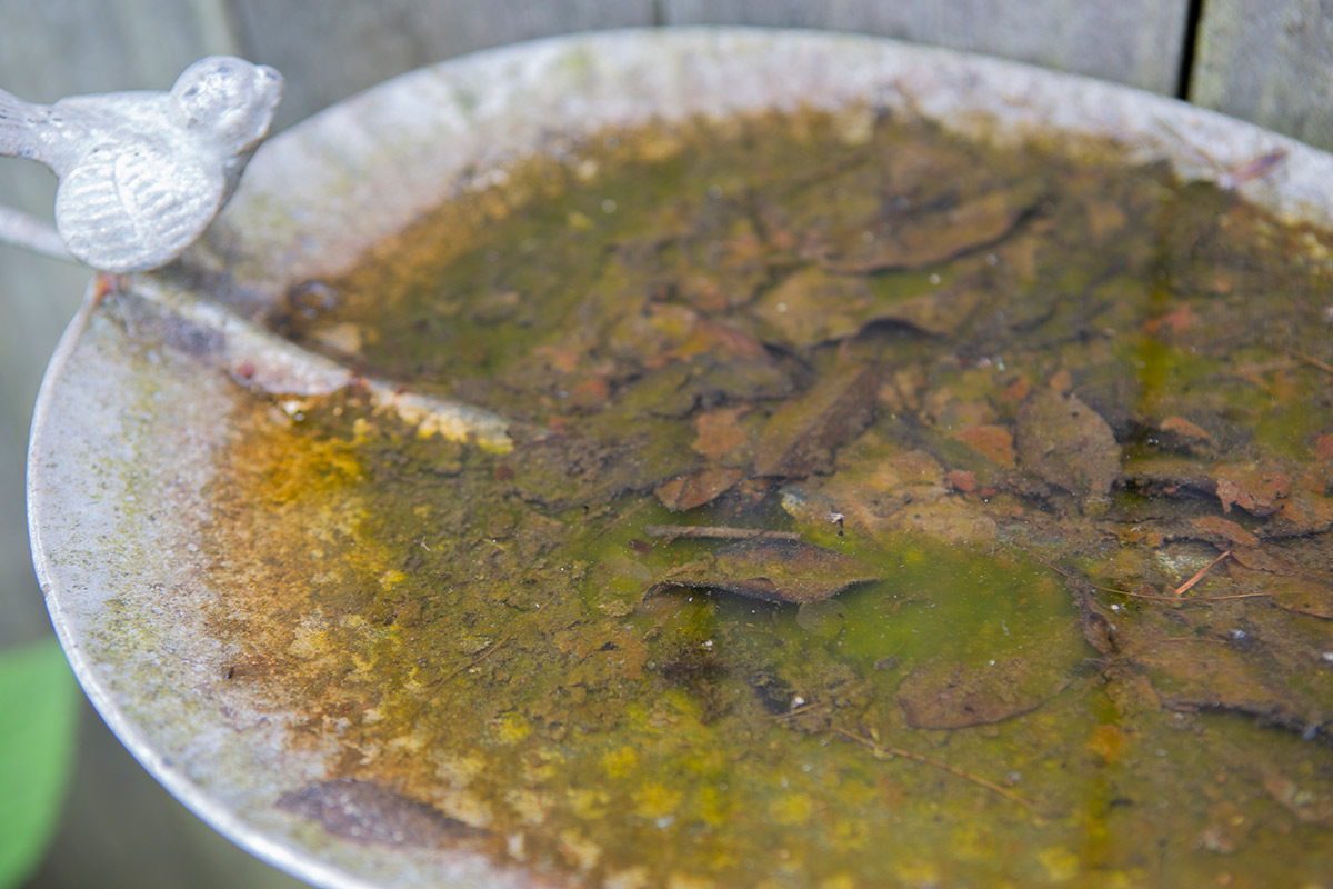 Dirty stagnant water in a birdbath