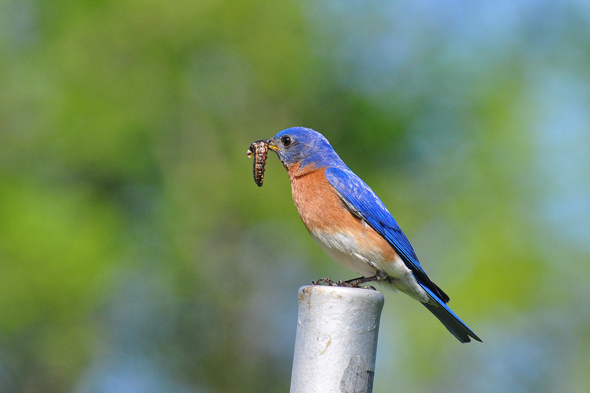 Bird with caterpillar in mouth