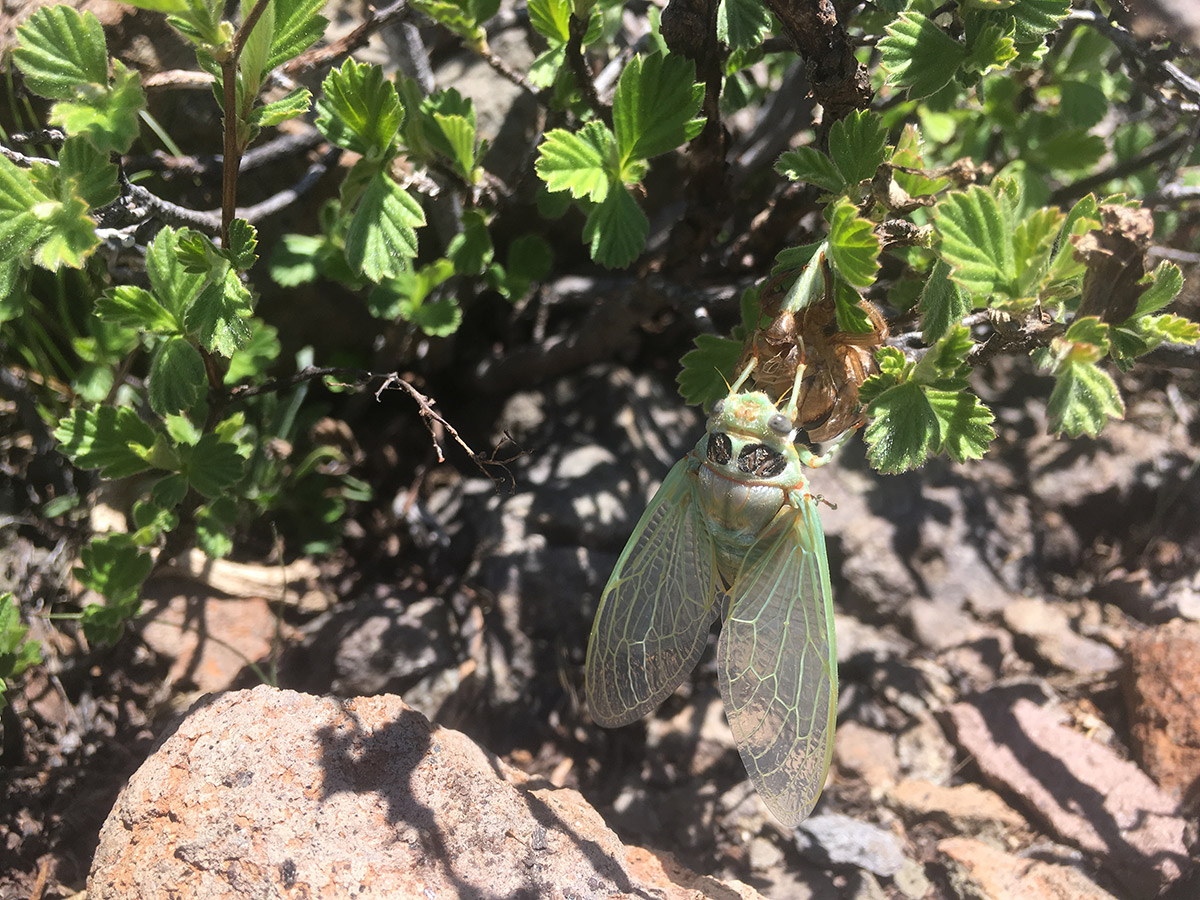 Cicada