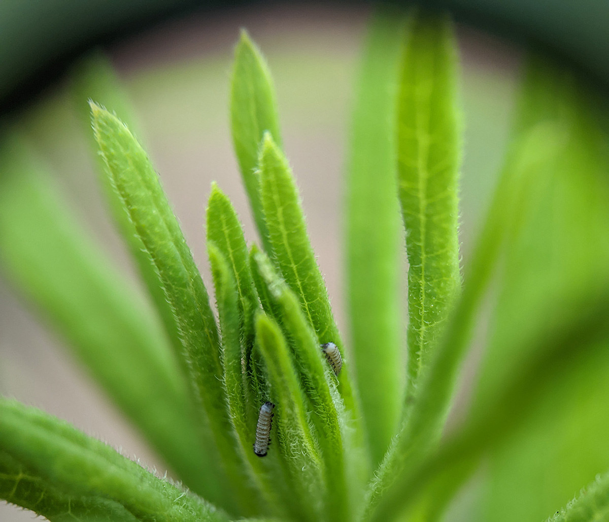 Magnified view of first-instar monarch caterpillars on milkweed leaves