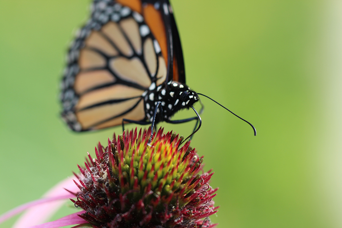 Monarch drinking nectar from purple coneflower 