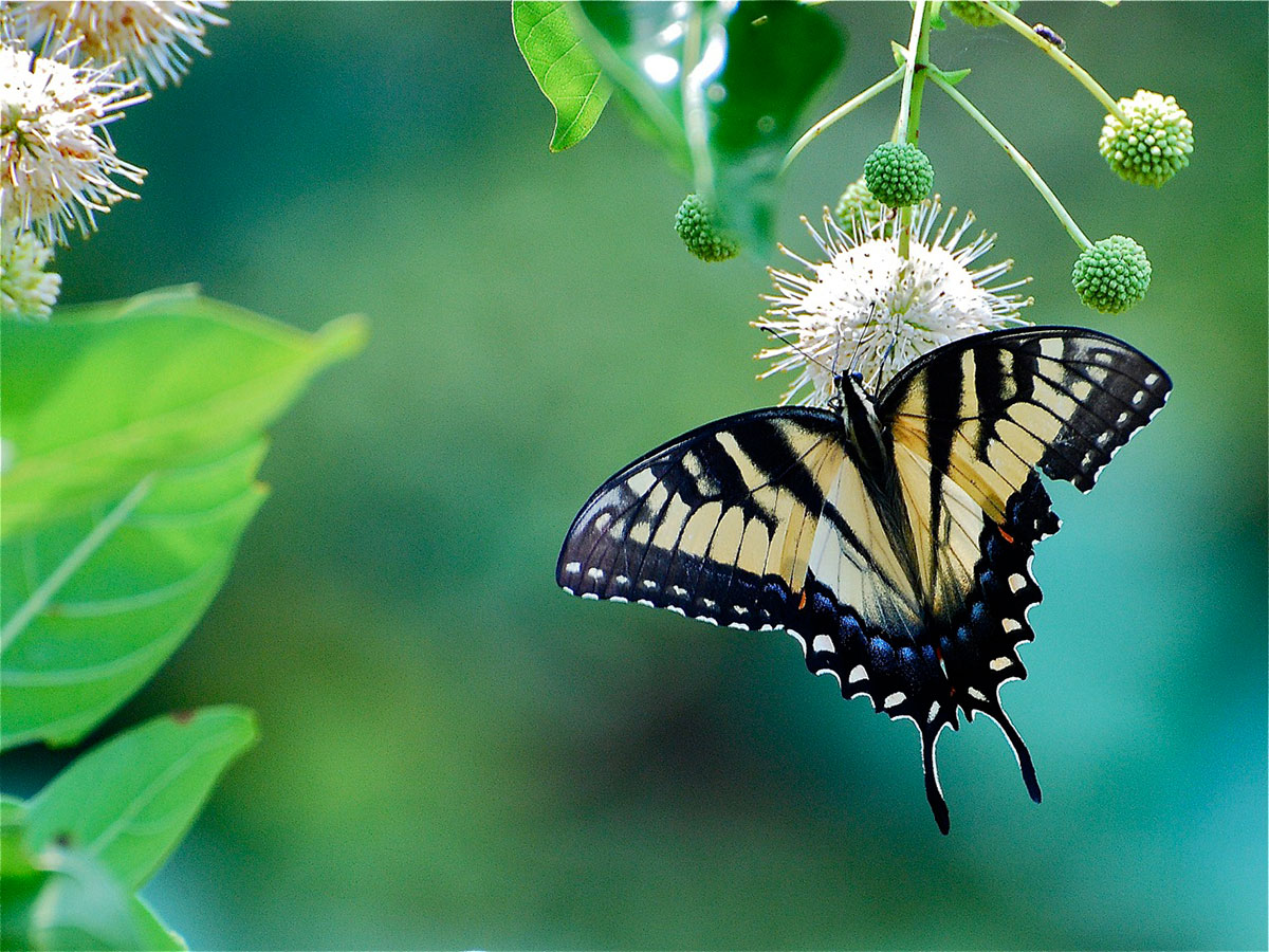 butterfly nectaring on flower
