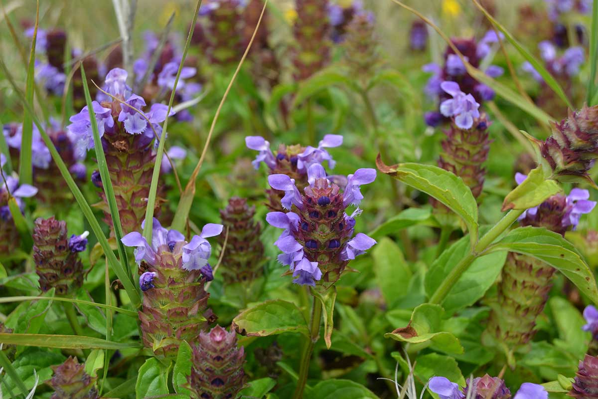 Self-heal flowers 