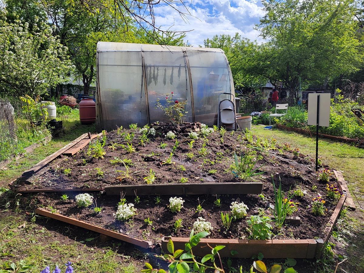 Bed of plants near a greenhouse at the garden
