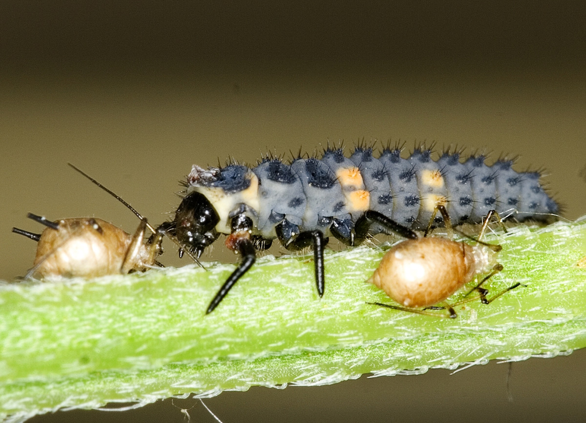 Lady beetle larva eating aphid