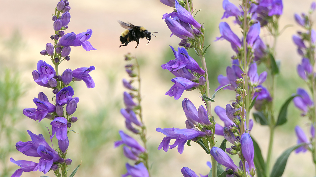 Bumble bee flying between flowers
