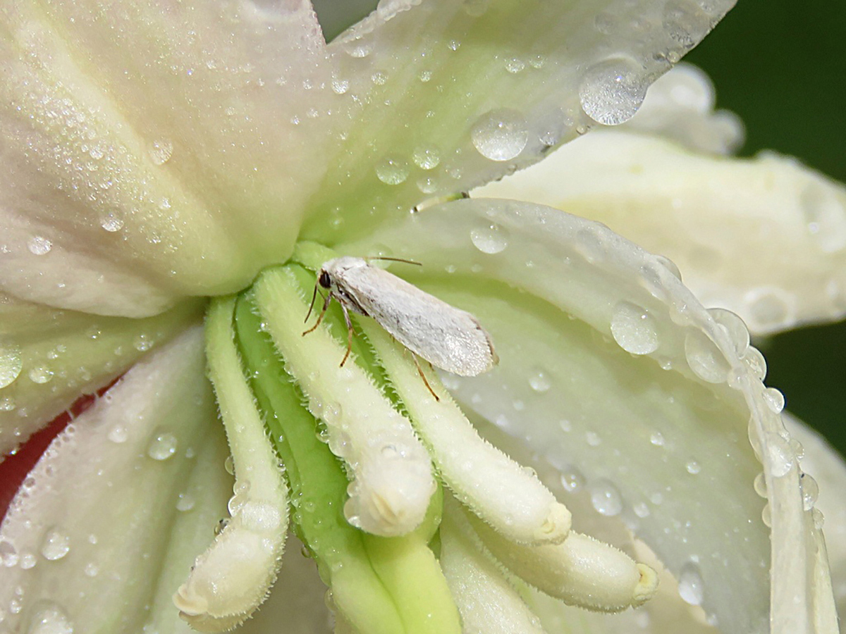 Yucca moth on yucca flower