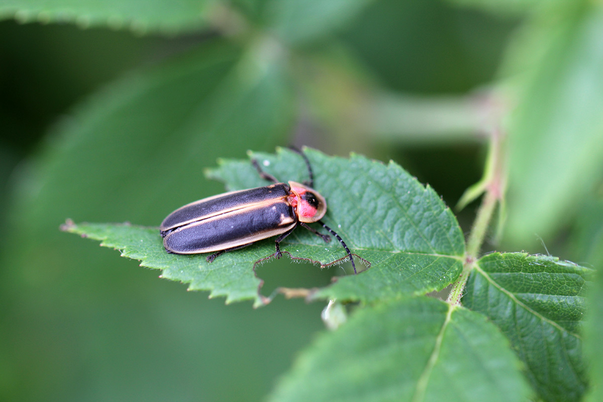 Adult firefly on leaf