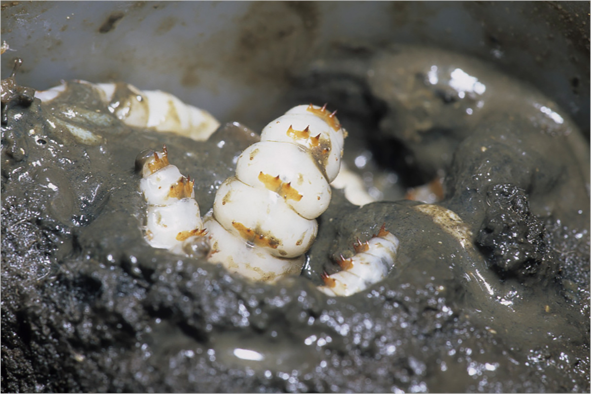 Orange and white beetle grub feeding on decomposing mouse