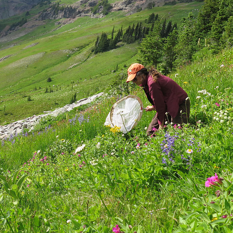 Person searching for insects with a butterfly net