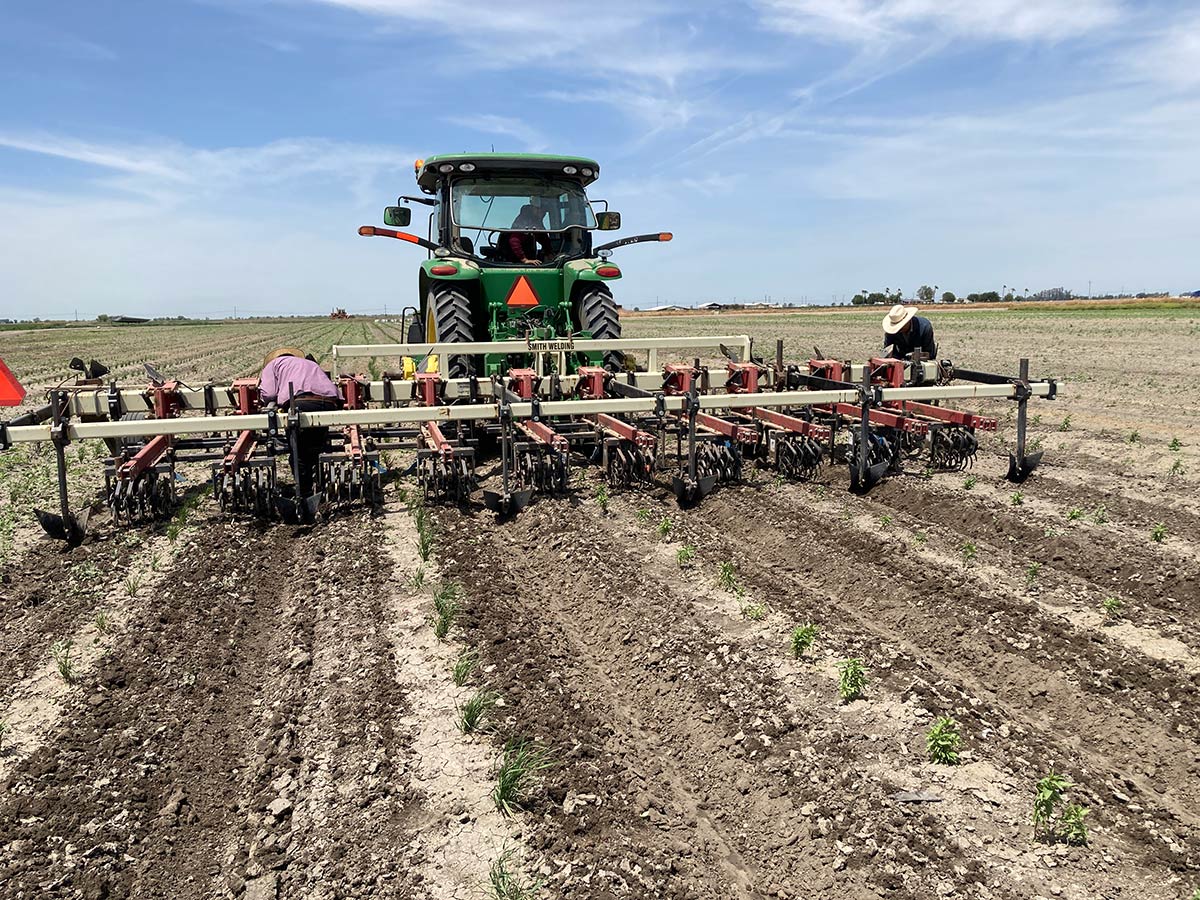 Commercial tiller in milkweed field