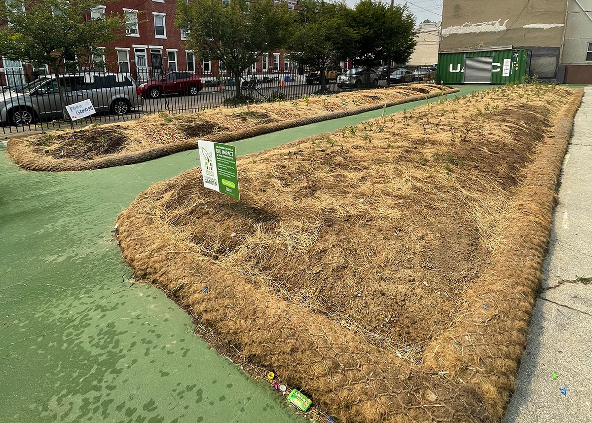 Two long patches of final gardens with sprouts growing inside