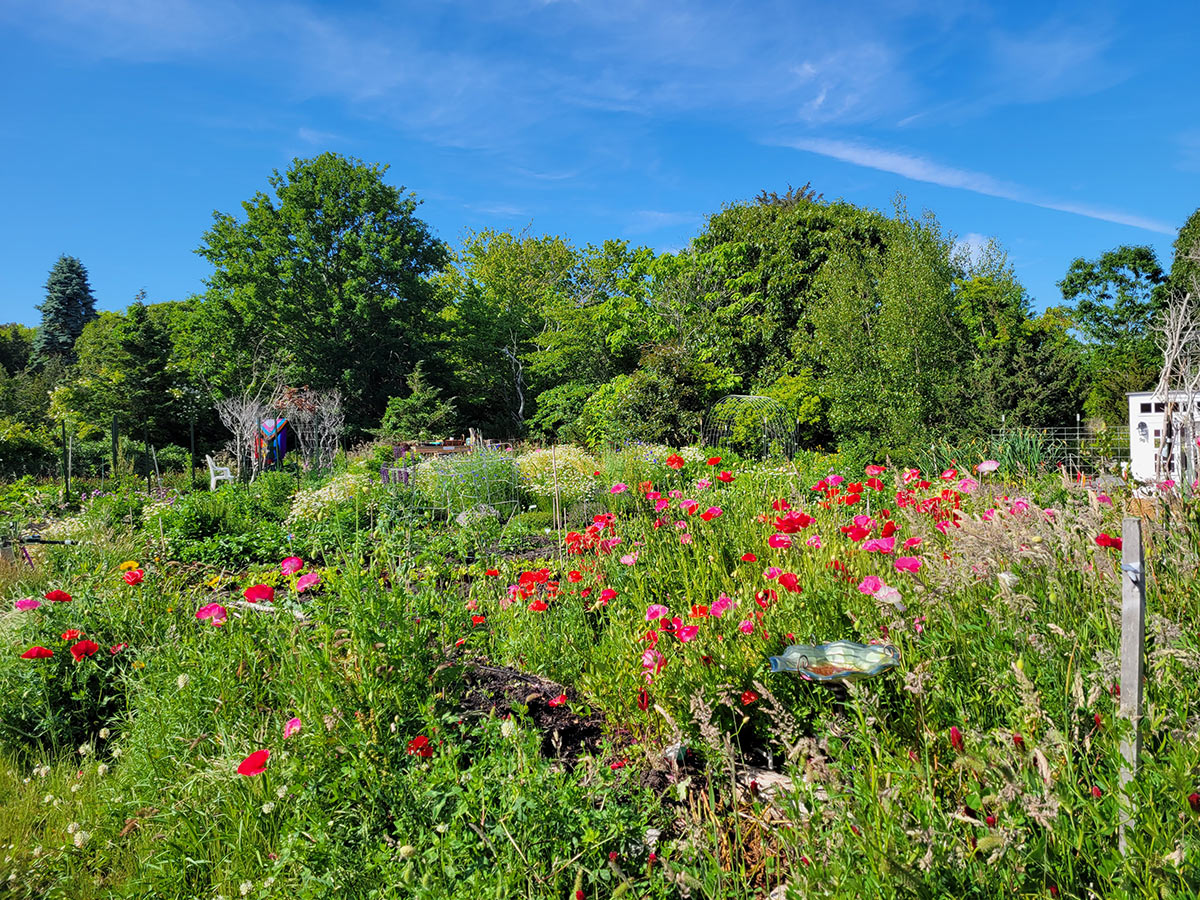 Flowering garden